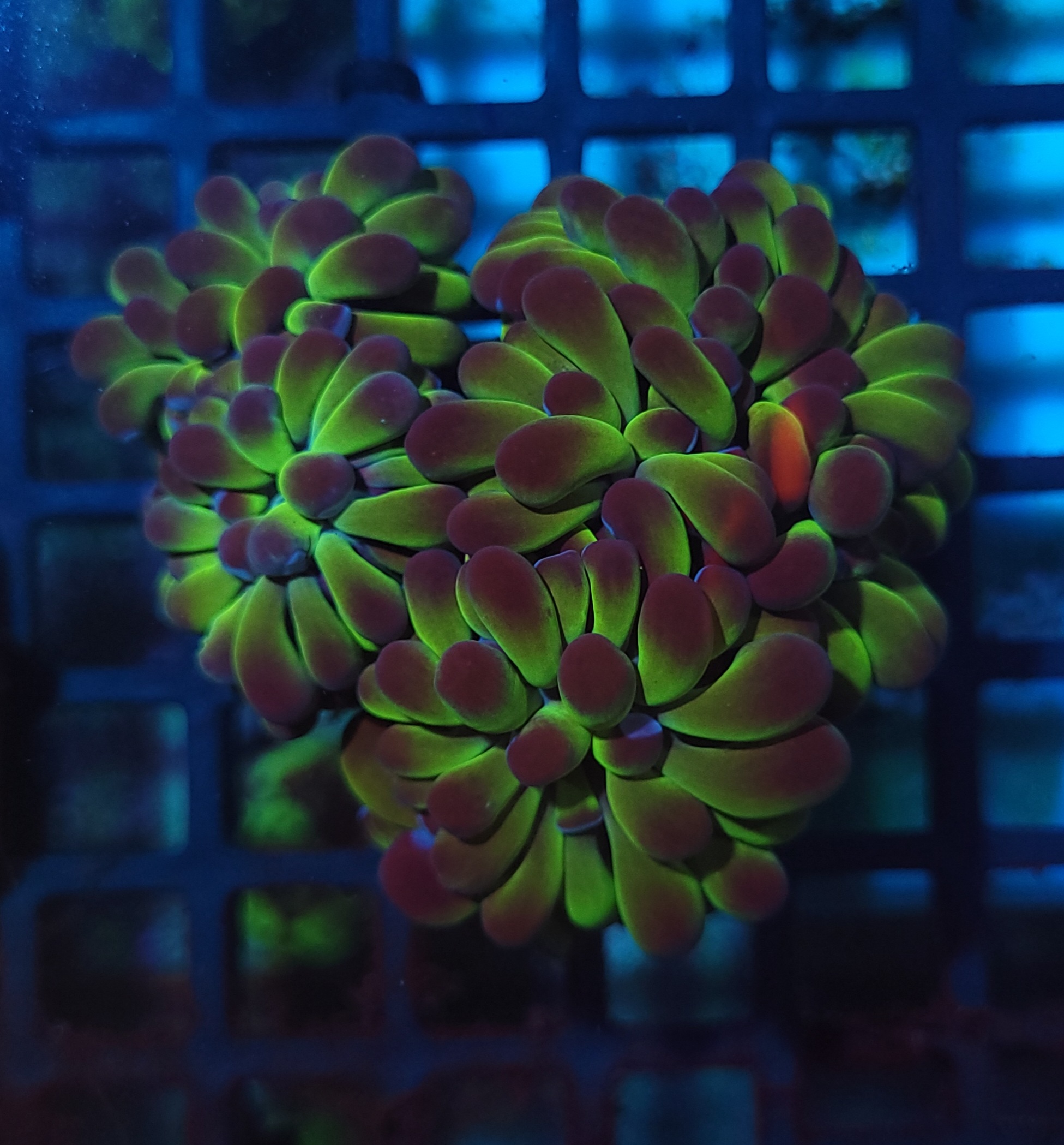 Hammer Toxic Reverse 5 bocas