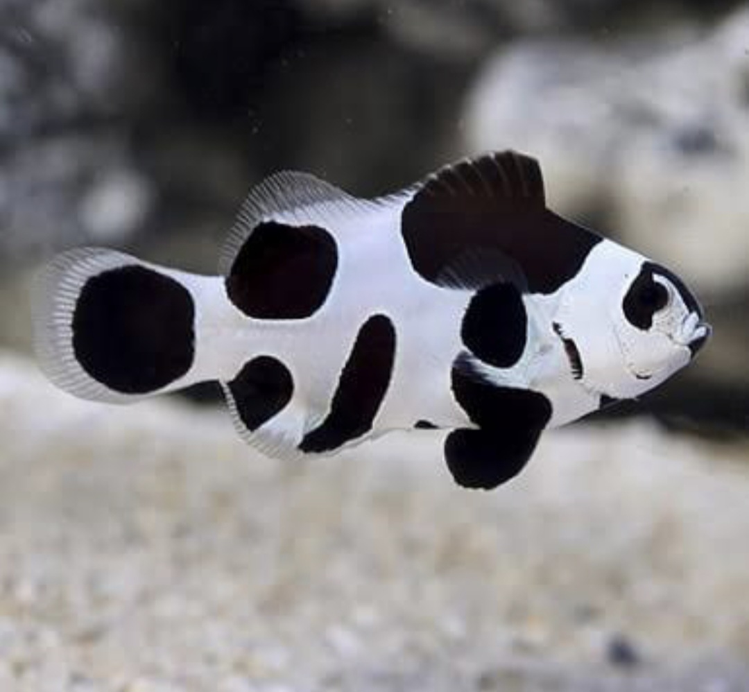 Ocellaris Black Storm