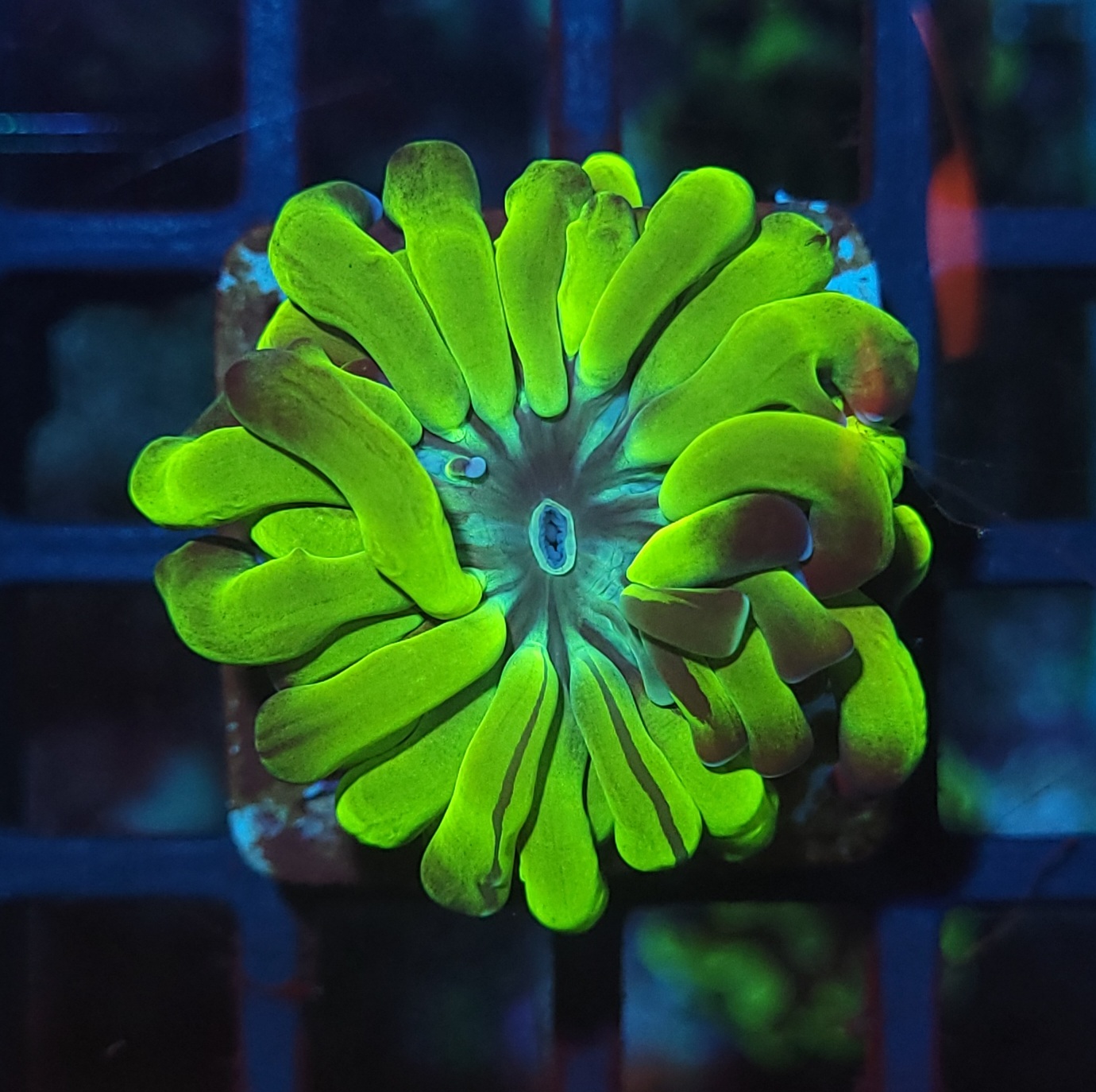 Hammer Toxic Reverse 1 boca