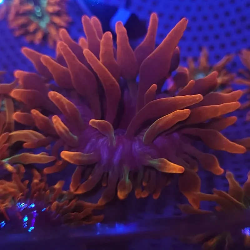 anemone Anemona BBT Red Fire - Reef Almeida
